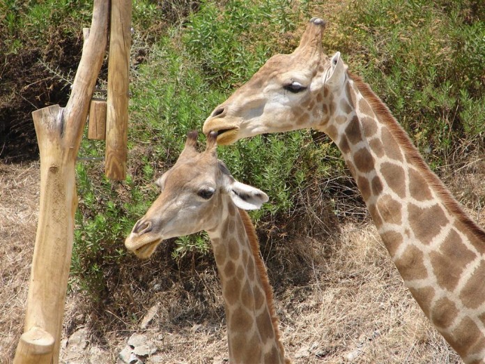 Selwo Safari Park